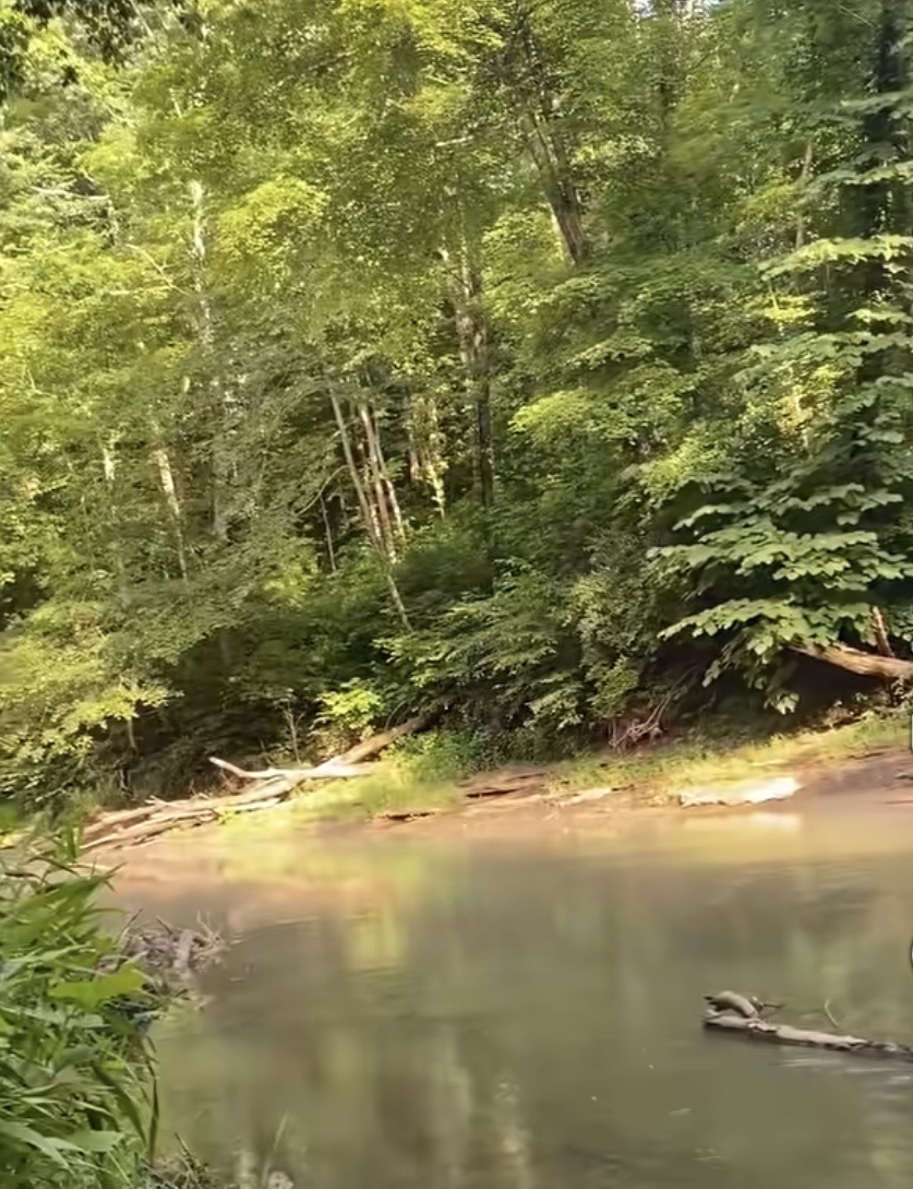 Wooded river bank