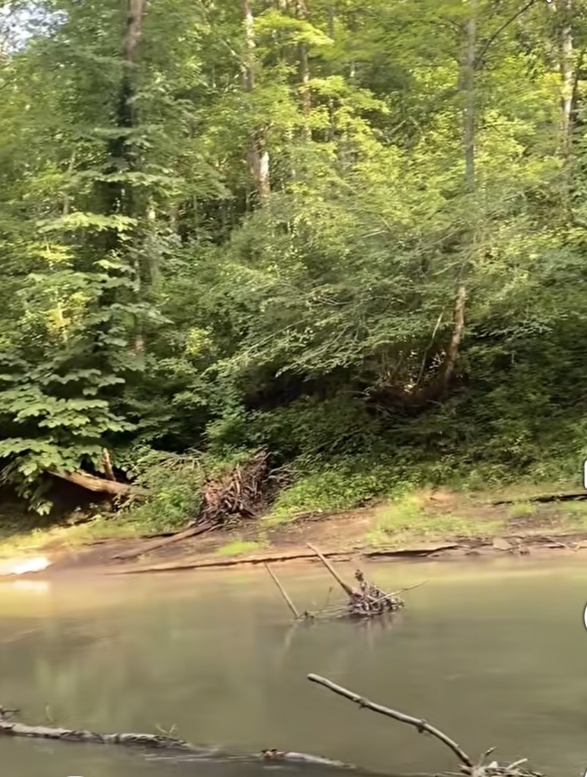 Little Sandy River water and woods